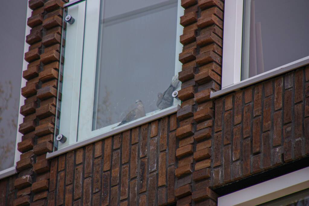 Duiven vast achter glasplaat