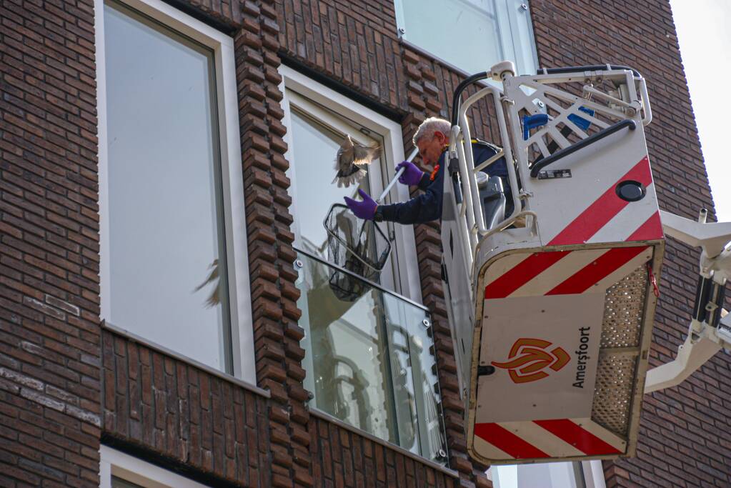 Duiven vast achter glasplaat