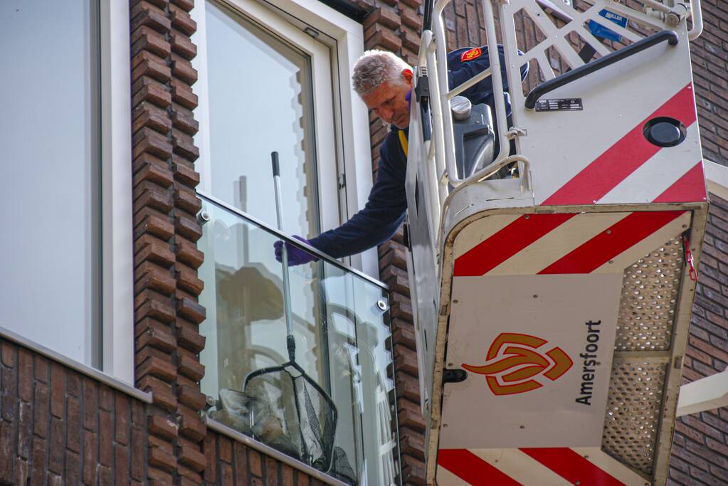 Duiven vast achter glasplaat