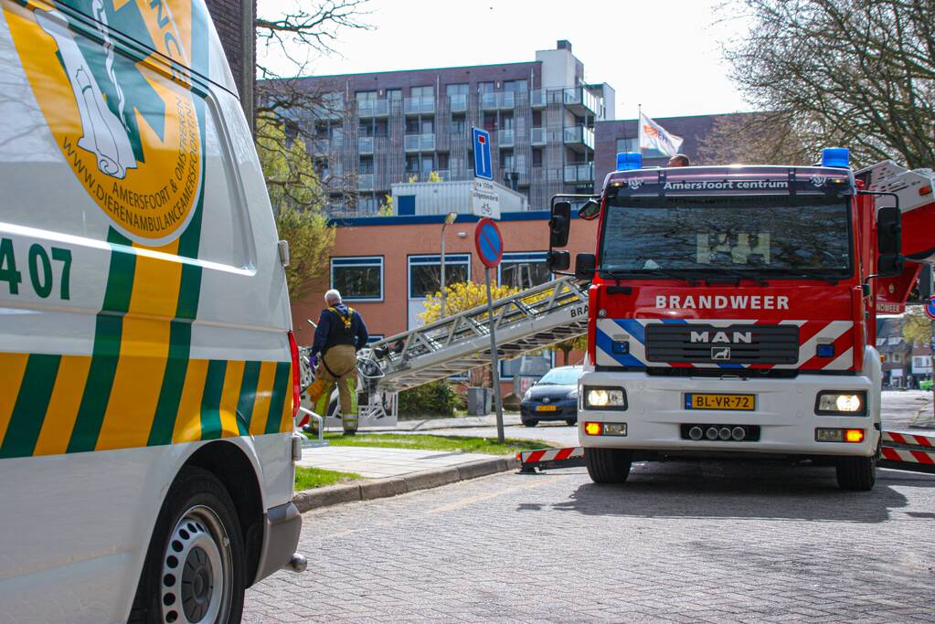 Duiven vast achter glasplaat