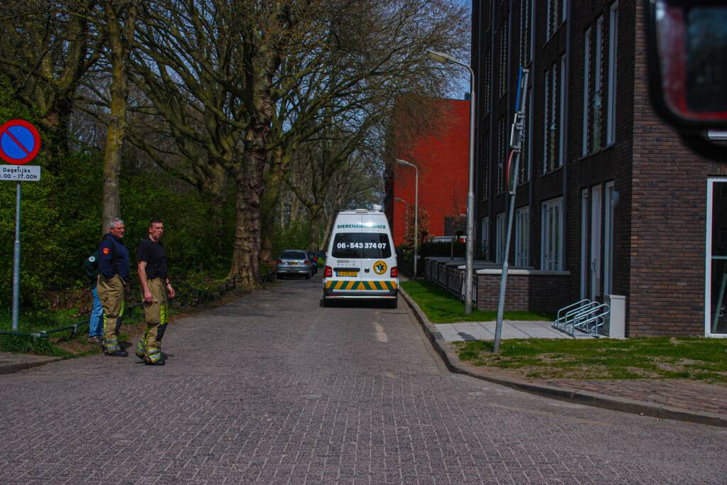 Duiven vast achter glasplaat