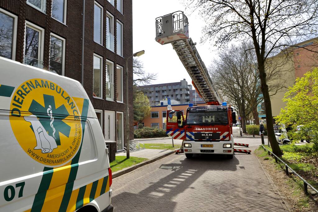 Duiven vast achter glasplaat