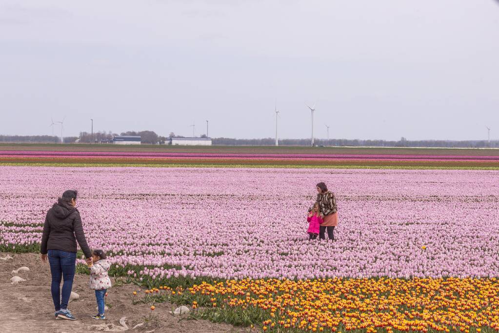 Bloembollenvelden Windpark trekt veel bekijks