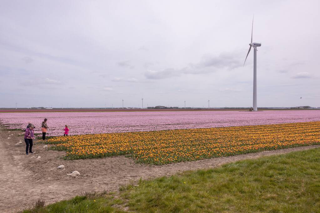 Bloembollenvelden Windpark trekt veel bekijks