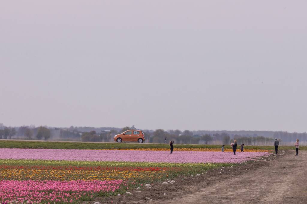 Bloembollenvelden Windpark trekt veel bekijks