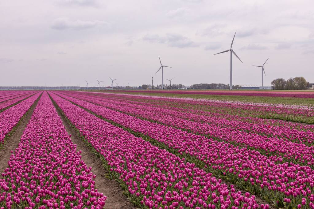 Bloembollenvelden Windpark trekt veel bekijks