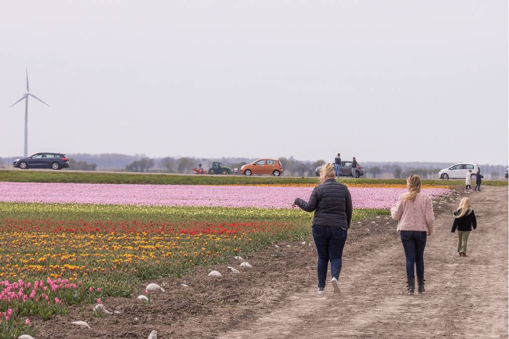 Bloembollenvelden Windpark trekt veel bekijks