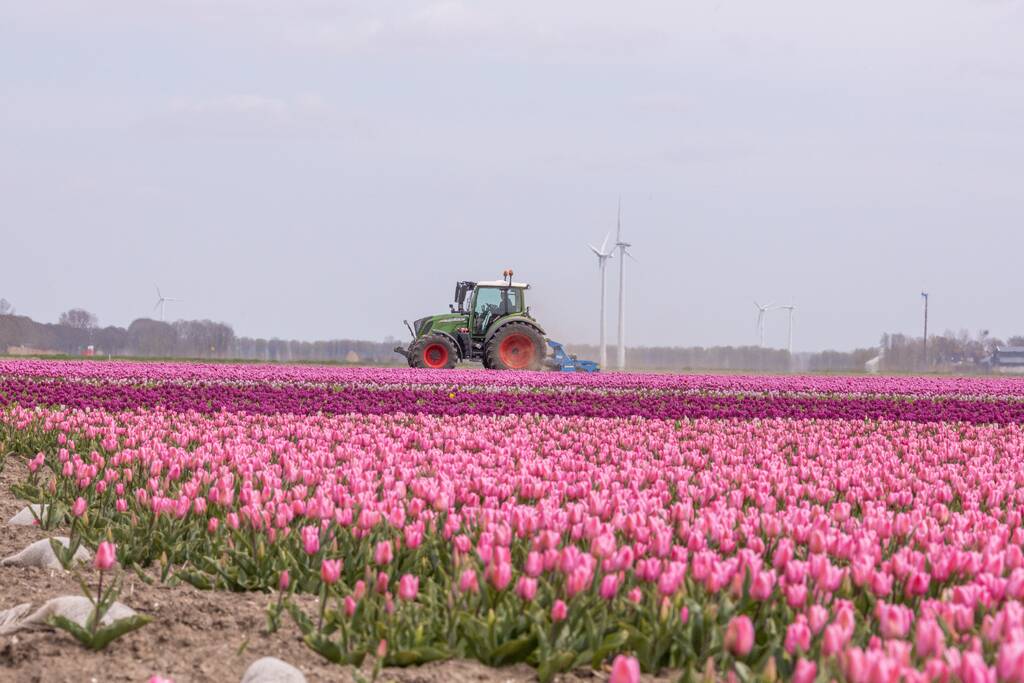 Bloembollenvelden Windpark trekt veel bekijks