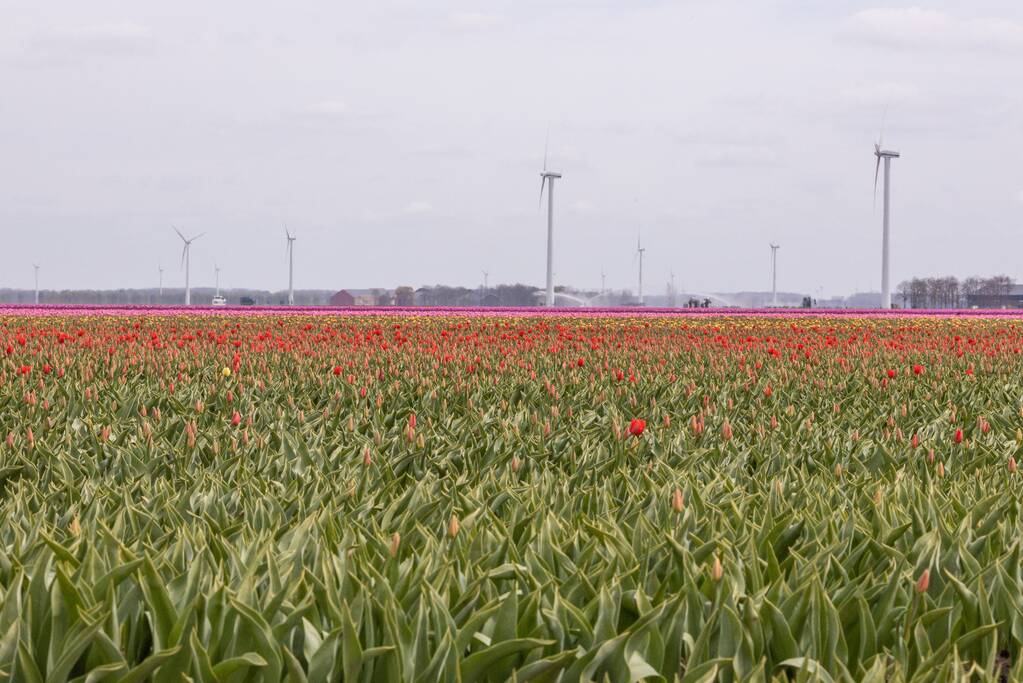 Bloembollenvelden Windpark trekt veel bekijks