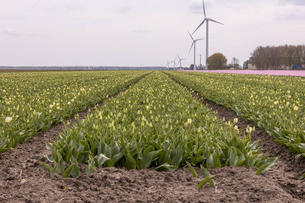 Bloembollenvelden Windpark trekt veel bekijks