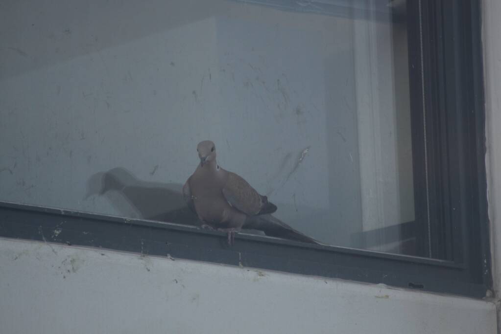 Brandweer bevrijdt duif tussen raam en glasplaat