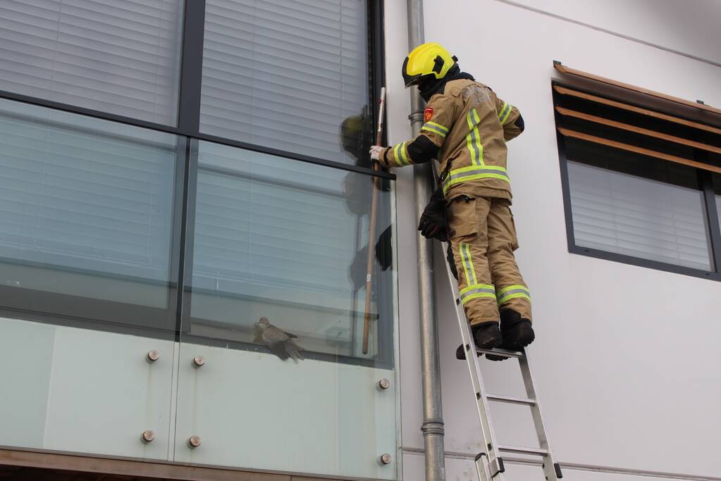 Brandweer bevrijdt duif tussen raam en glasplaat