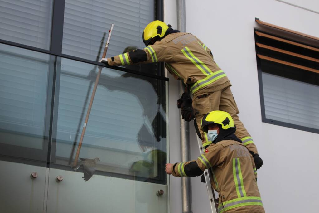 Brandweer bevrijdt duif tussen raam en glasplaat