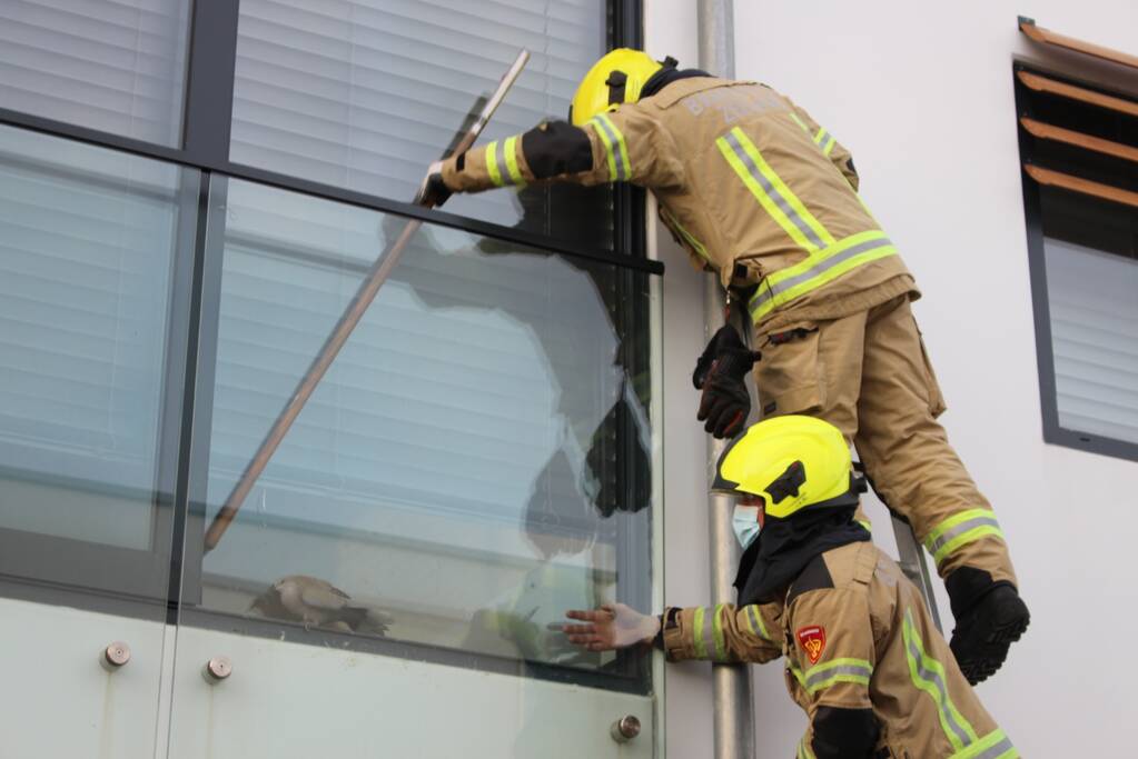 Brandweer bevrijdt duif tussen raam en glasplaat