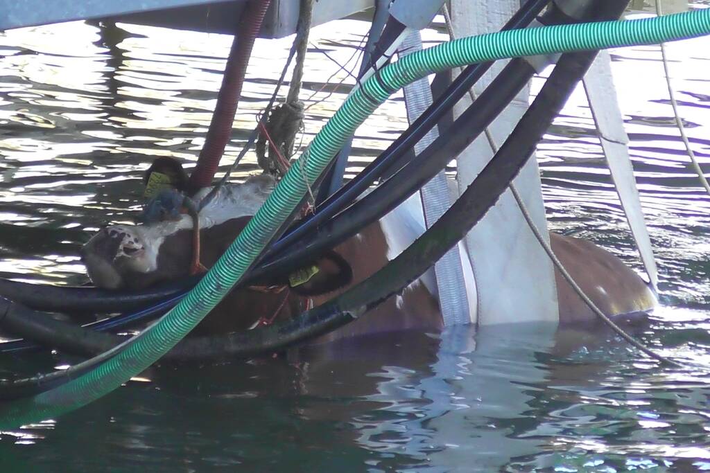 Koe belandt in water Floating Farm