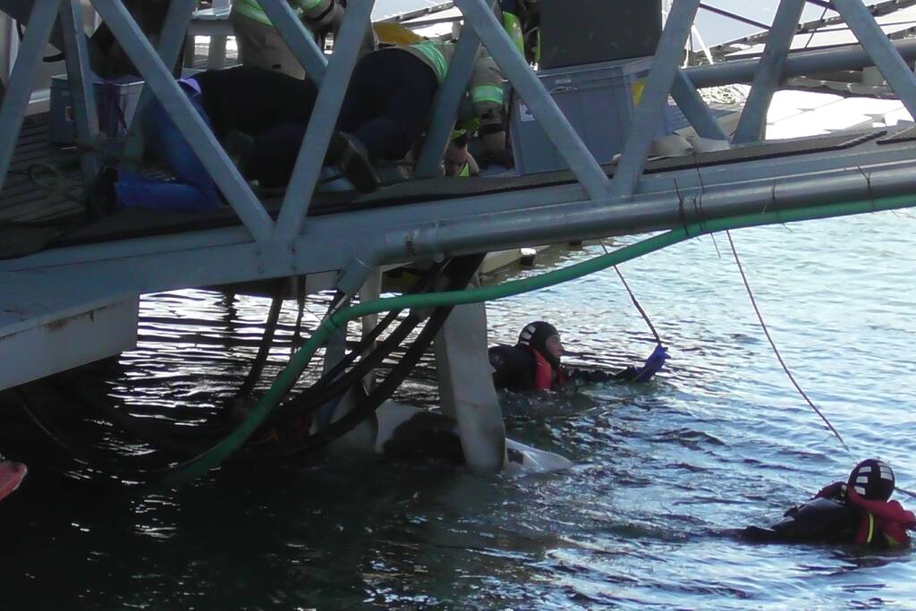Koe belandt in water Floating Farm