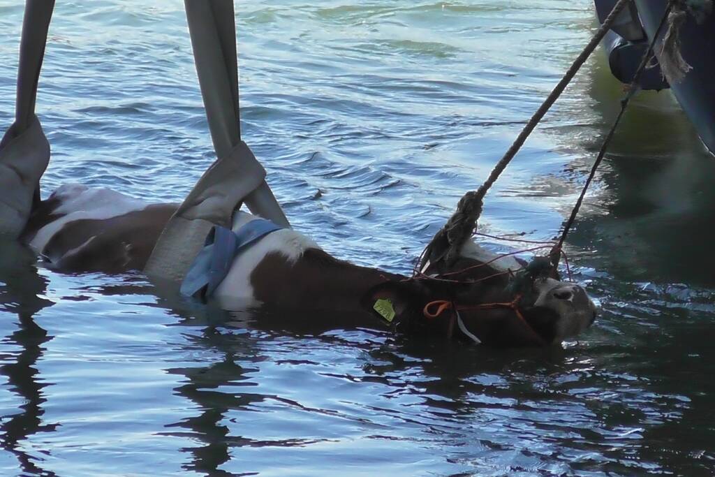 Koe belandt in water Floating Farm