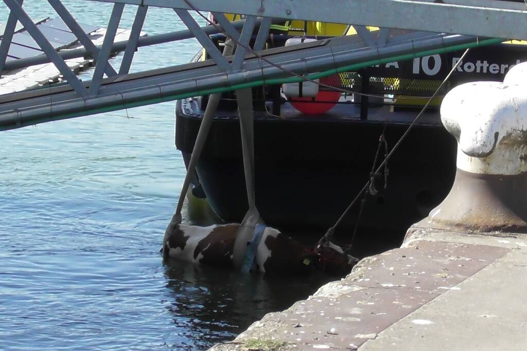 Koe belandt in water Floating Farm