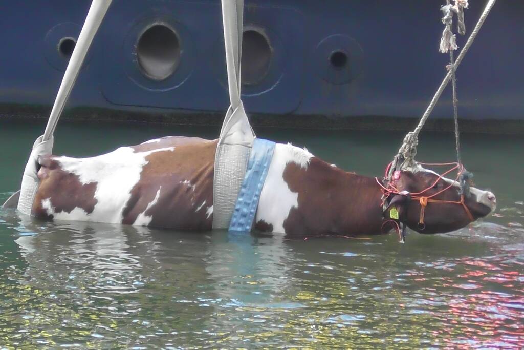 Koe belandt in water Floating Farm