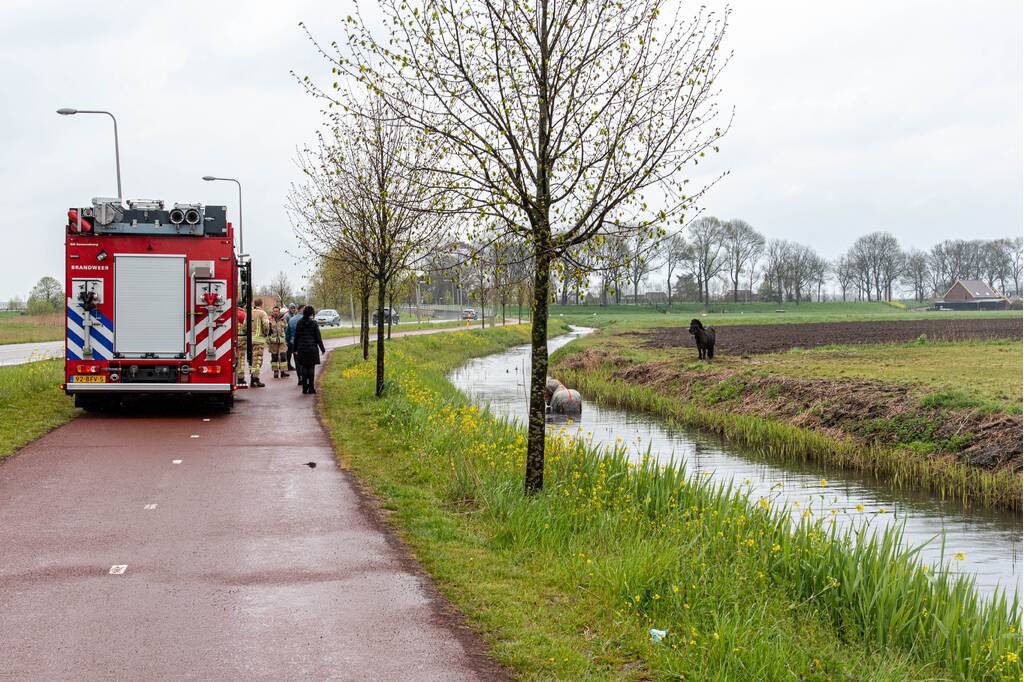Brandweer en omstanders halen paard uit sloot