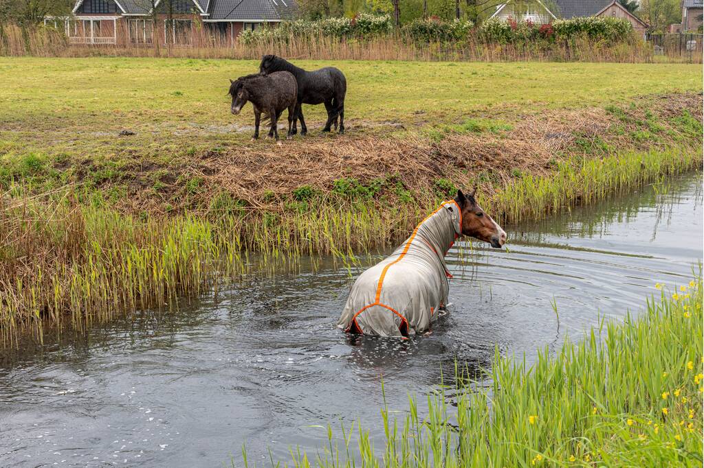 Brandweer en omstanders halen paard uit sloot