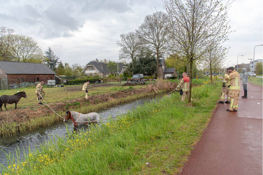 Brandweer en omstanders halen paard uit sloot