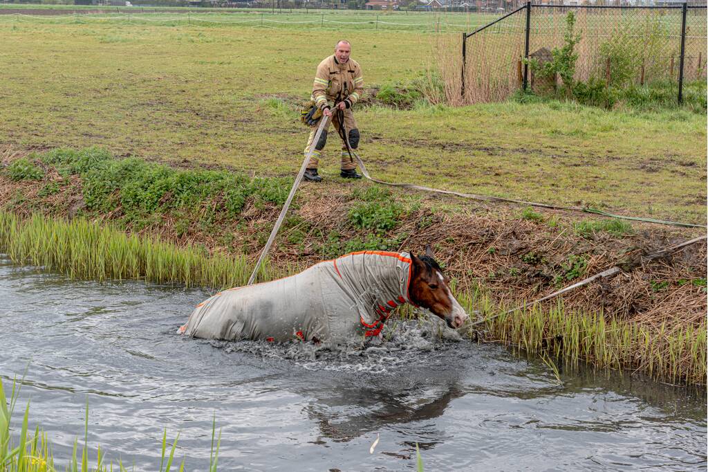 Brandweer en omstanders halen paard uit sloot