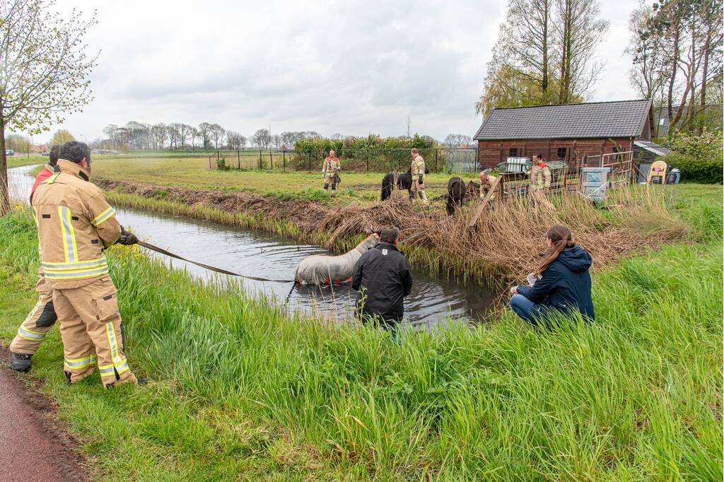 Brandweer en omstanders halen paard uit sloot
