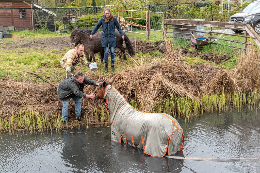 Brandweer en omstanders halen paard uit sloot