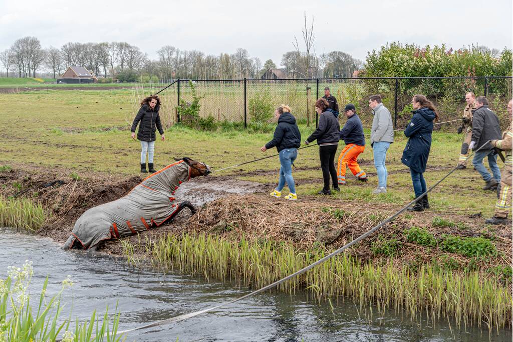 Brandweer en omstanders halen paard uit sloot