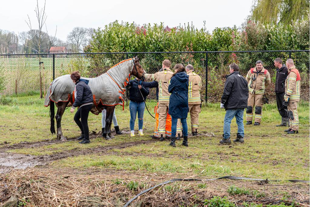 Brandweer en omstanders halen paard uit sloot