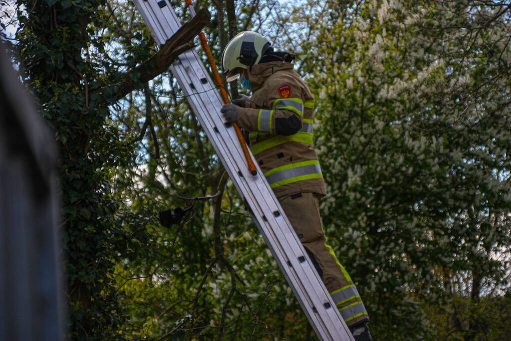 Brandweer bevrijdt vastzittende kraai uit boom