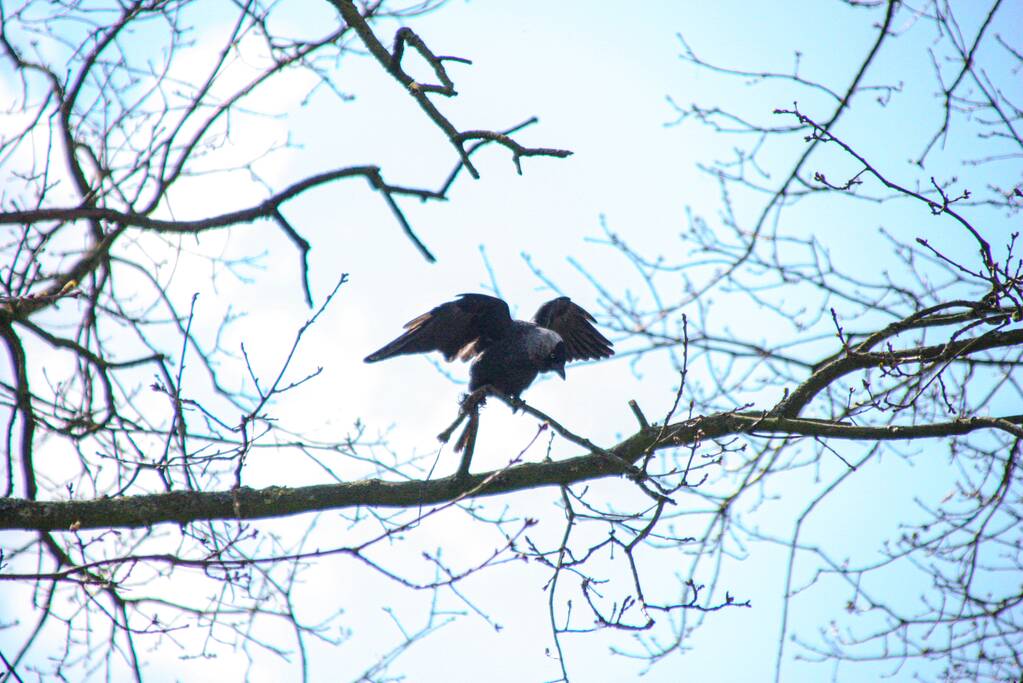 Brandweer bevrijdt vastzittende kraai uit boom