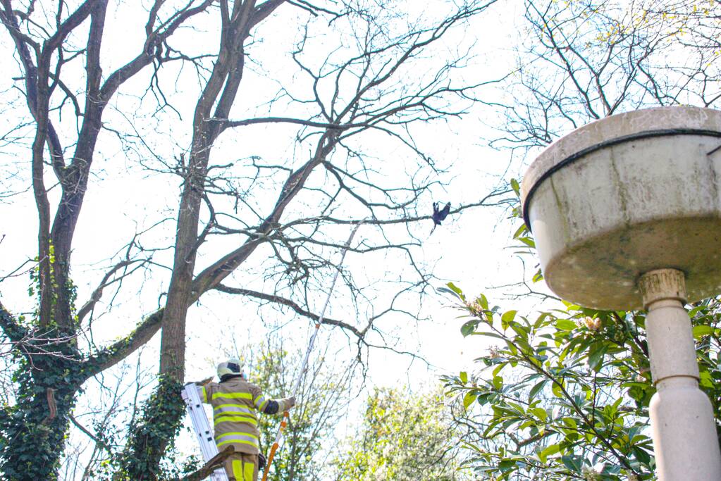 Brandweer bevrijdt vastzittende kraai uit boom