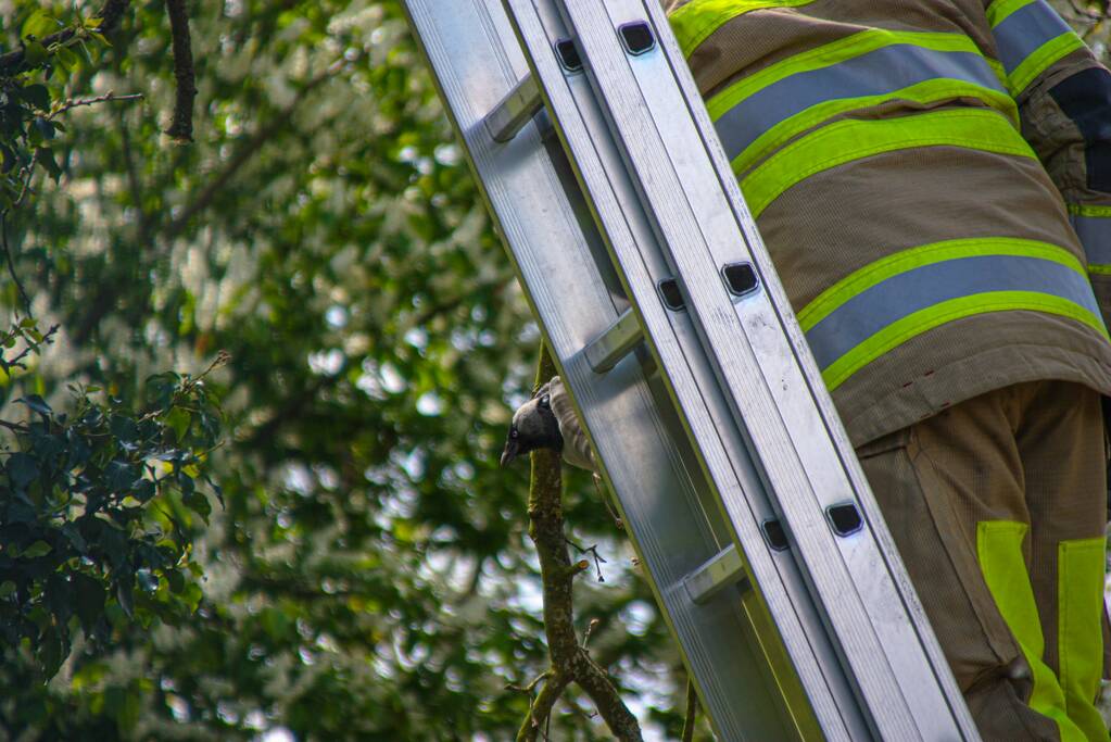 Brandweer bevrijdt vastzittende kraai uit boom