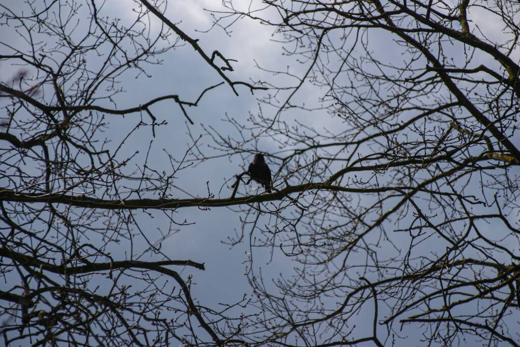 Brandweer bevrijdt vastzittende kraai uit boom
