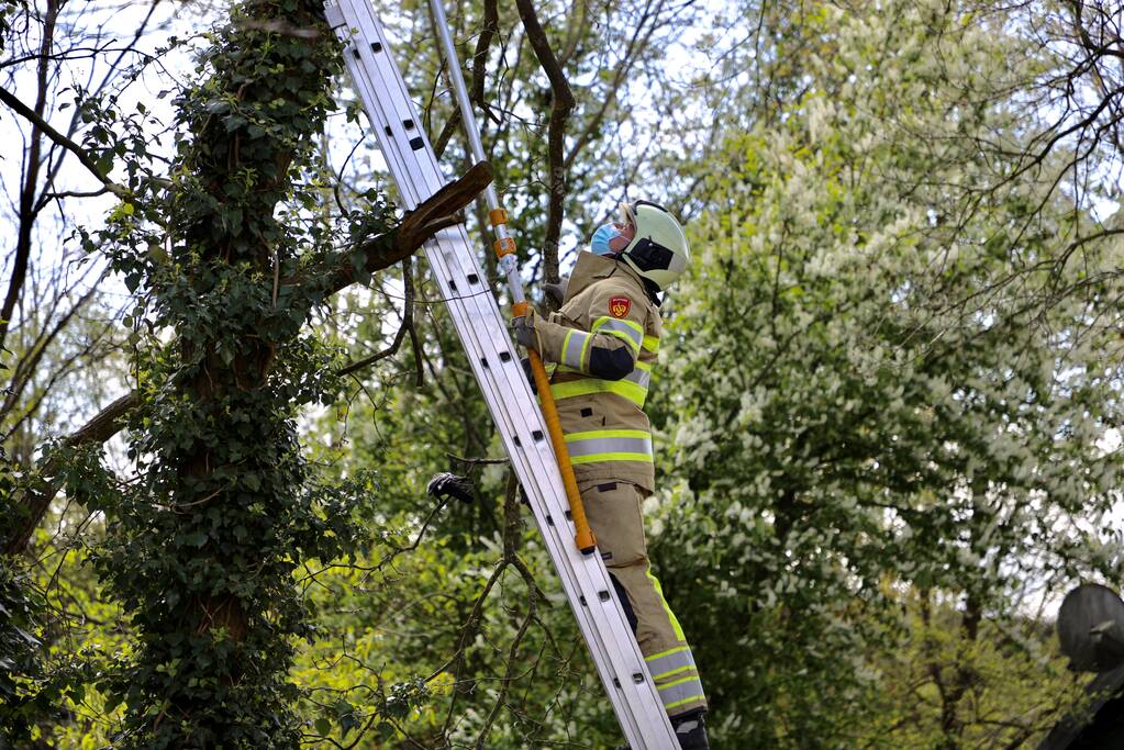 Brandweer bevrijdt vastzittende kraai uit boom