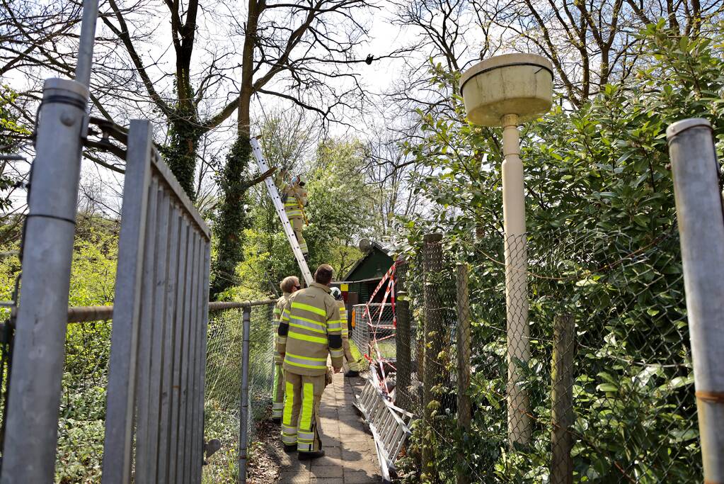 Brandweer bevrijdt vastzittende kraai uit boom