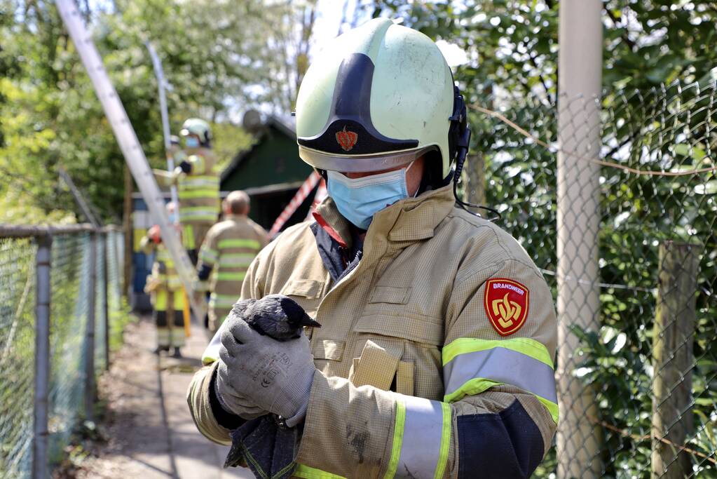 Brandweer bevrijdt vastzittende kraai uit boom