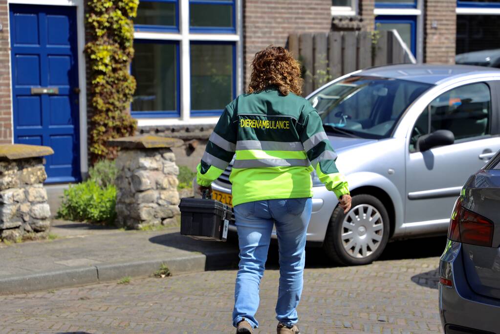 Brandweer bevrijdt vastzittende kraai uit boom