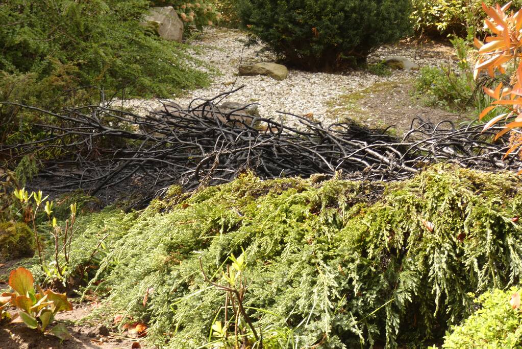 Bewoners blussen coniferenbrand met emmers en tuinslang