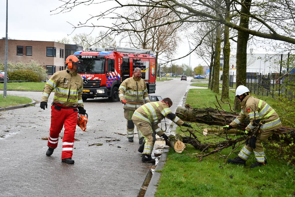 Grote boom omgewaaid op rijbaan