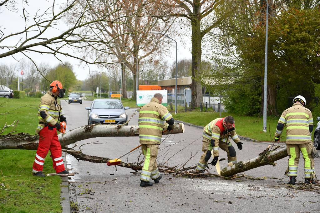 Grote boom omgewaaid op rijbaan