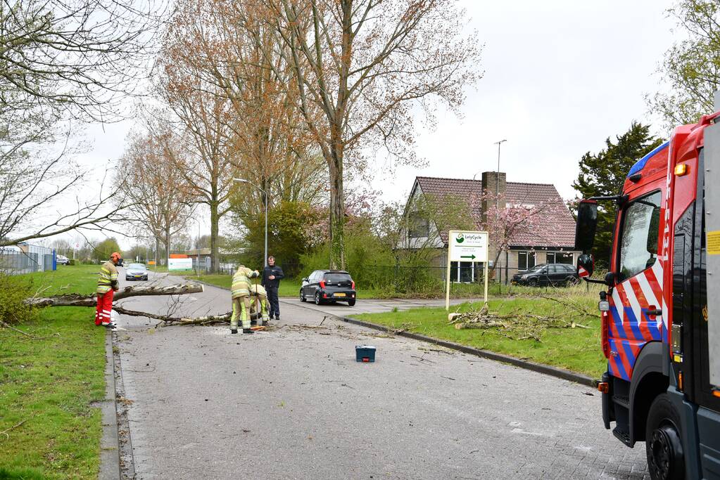 Grote boom omgewaaid op rijbaan