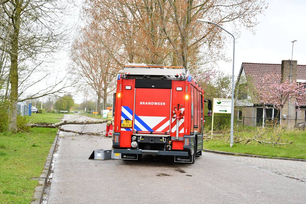 Grote boom omgewaaid op rijbaan