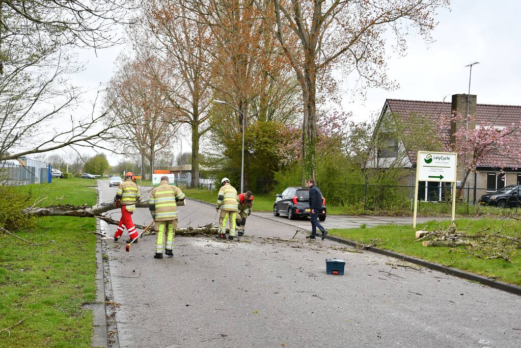 Grote boom omgewaaid op rijbaan