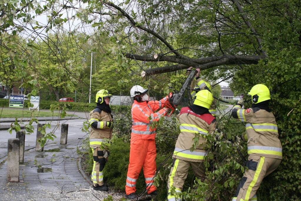 Omgewaaide boom in kleine stukken gezaagd