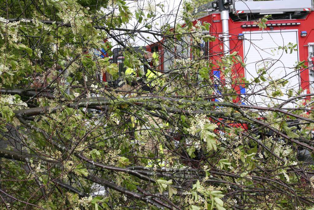 Omgewaaide boom in kleine stukken gezaagd