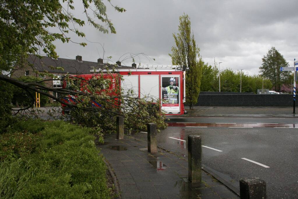 Omgewaaide boom in kleine stukken gezaagd