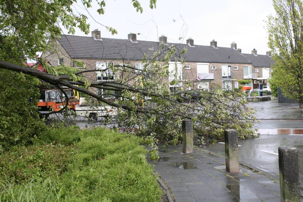 Omgewaaide boom in kleine stukken gezaagd